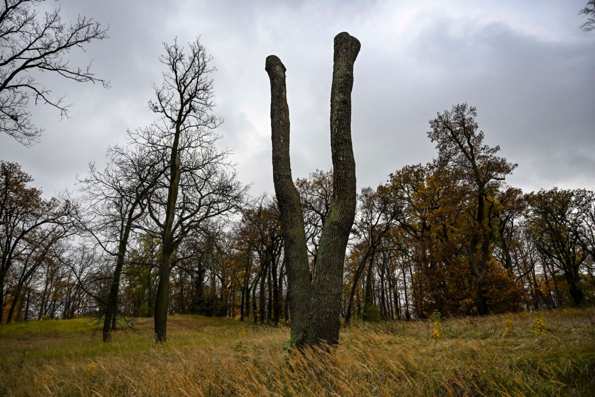Starkregenvorsorge in Garten- und Parkanlagen Im Park Babelsberg sind viele Bäume geschädigt. (Archivbild)