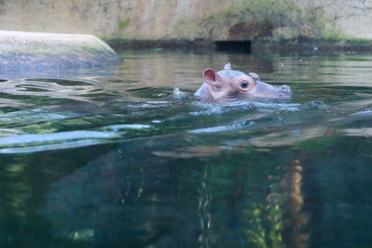 Flusspferd-Jungtier im Berliner Zoo macht ersten Ausflug Mehr als 40 Kilogramm wiegt der kleine Bulle inzwischen.