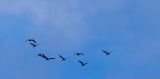 Die Vogelgrippe weitet sich in Brandenburg aus. (Symbolbild)