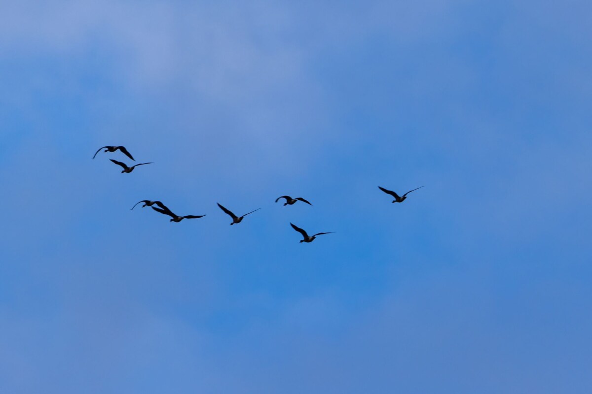 Vogelgrippe Die Vogelgrippe weitet sich in Brandenburg aus. (Symbolbild)