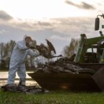Vogelgrippe in Brandenburg – Nabu fordert Aufklärung Die Vogelgrippe hat ein Massensterben bei Kranichen ausgelöst. (Archivbild)