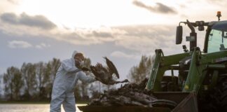 Vogelgrippe in Brandenburg – Nabu fordert Aufklärung Die Vogelgrippe hat ein Massensterben bei Kranichen ausgelöst. (Archivbild)