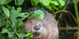 Seit Jahren wird über den Umgang mit dem Biber gestritten.