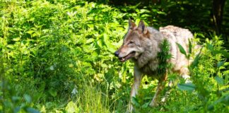 Die Wolfpopulation stagniert in Deutschland auf recht hohem Niveau. 
