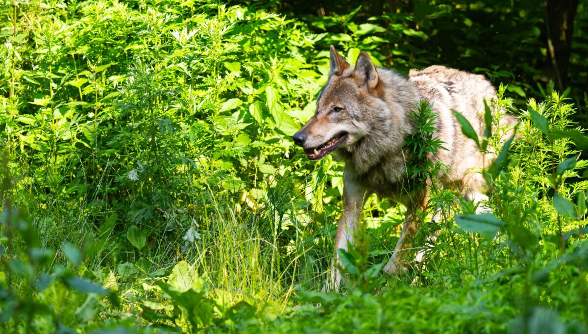 Wolf Die Wolfpopulation stagniert in Deutschland auf recht hohem Niveau.