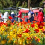 Brandenburg sucht Gastgeber für die Landesgartenschau 2032 2022 lockte Beelitz um die 560.000 Besucher zur Landesgartenschau. (Archivbild)