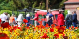 2022 lockte Beelitz um die 560.000 Besucher zur Landesgartenschau. (Archivbild)