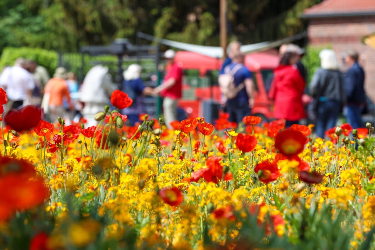 Brandenburg sucht Gastgeber für die Landesgartenschau 2032 2022 lockte Beelitz um die 560.000 Besucher zur Landesgartenschau. (Archivbild)
