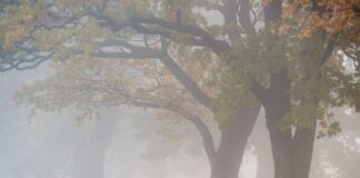 Nebel und Sonnenschein in Berlin und Brandenburg Das Wochenende in Berlin und Brandenburg ist nebelig. Laut Deutschem Wetterdienst kann es am Samstag zu Sichtweiten unter 150 Metern kommen. (Archivbild)