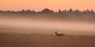 Wer ein verletztes Wildtier findet, kann sich künftig zur Beratung an «Wildtiernah Berlin» wenden. (Symbolbild)