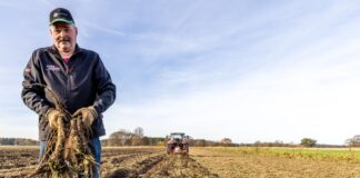 Je dicker, desto schärfer: Spreewald-Meerrettich ist rar Der Gemüsebauer Dirk Richter erntet Meerrettich.
