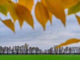 Nach dem Wintereinbruch werden die Temperaturen zum Wochenende hin wieder milder. (Archivfoto)