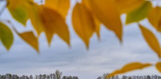 Nach dem Wintereinbruch werden die Temperaturen zum Wochenende hin wieder milder. (Archivfoto)