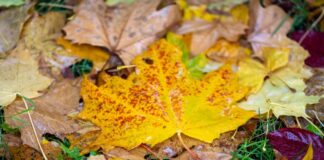 Wie war der Herbst? Nach der Berechnung des Deutschen Wetterdienstes fiel die Jahreszeit mild und sonnig aus. (Symbolbild)