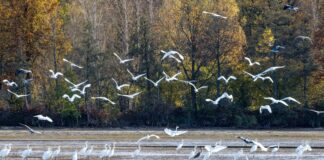 Temperaturen bis zu 12 Grad werden laut DWD am Montag in der Region Berlin-Brandenburg erwartet. (Symbolbild)