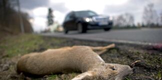 In der dunklen Jahreszeit kommt es häufig zu Wildtierunfällen. (Archivbild)