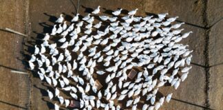 In Brandenburg sind neue Fälle von Vogelgrippe nachgewiesen worden. (Archivbild)