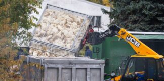 Bricht in einem Betrieb die Vogelgrippe aus, endet das für zahlreiche Tiere tödlich. (Archivbild)