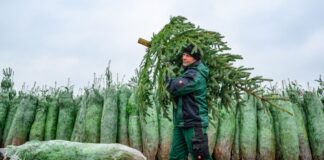 Mit dem Schlagen der ersten Tannen hat die Weihnachtsbaum-Saison in Brandenburg begonnen.