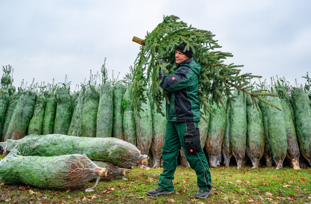 Gartenbauverband Berlin-Brandenburg eröffnet Weihnachtsbaumsaison Mit dem Schlagen der ersten Tannen hat die Weihnachtsbaum-Saison in Brandenburg begonnen.