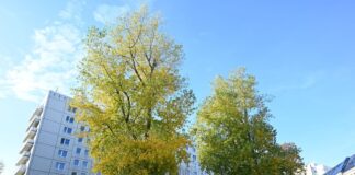 Der Baumbestand in Berlin soll sich bis 2040 mehr als verdoppeln.   