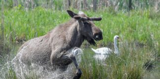 Experten glauben, dass sich die Tiere künftig wieder dauerhaft in Deutschland ansiedeln könnten. (Symbolbild)