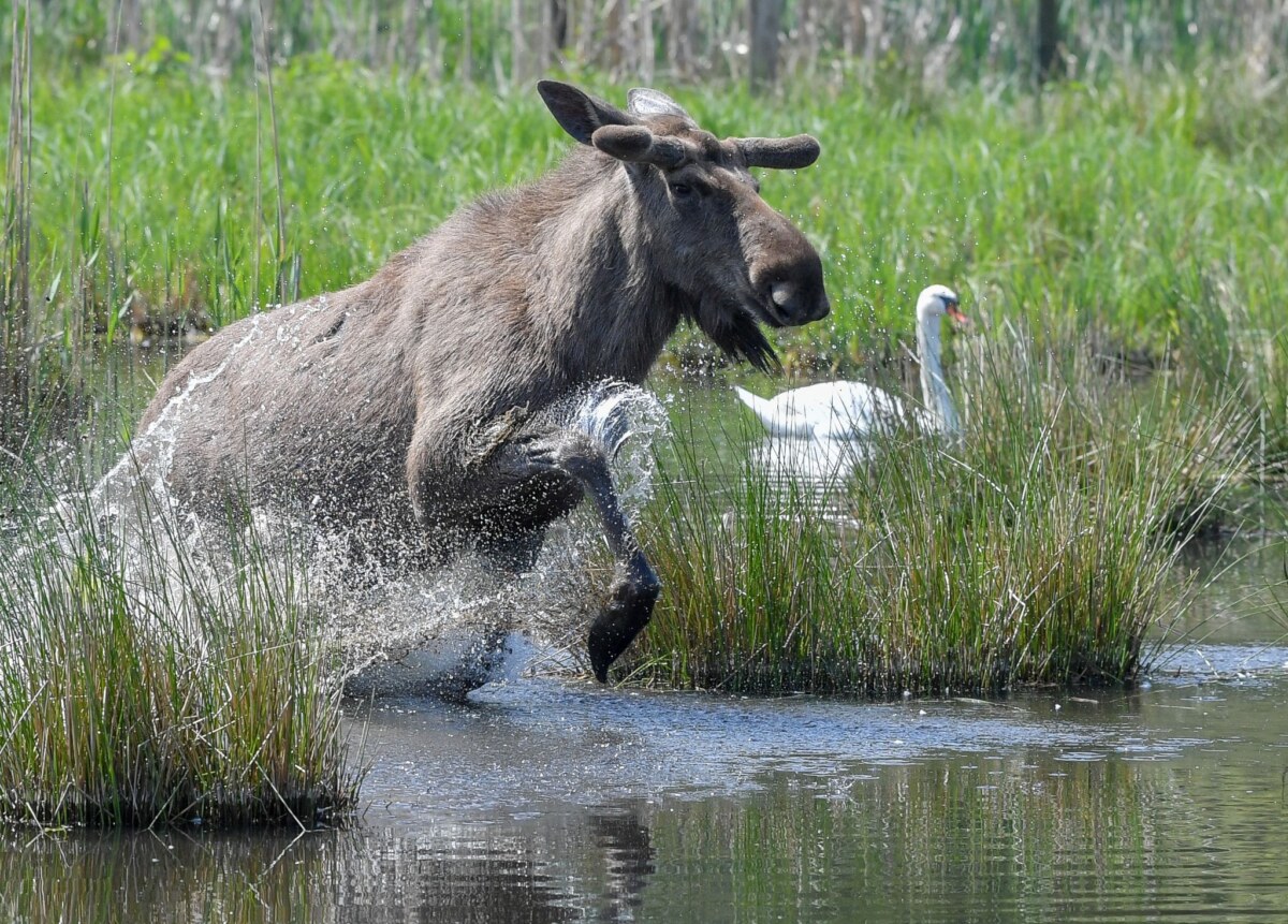 Mehr Elche im Osten – Kommt die Rückkehr der Riesenhirsche? Experten glauben, dass sich die Tiere künftig wieder dauerhaft in Deutschland ansiedeln könnten. (Symbolbild)