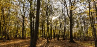 Das Wetter lädt weiterhin zu einem Herbstspaziergang ein. (Symbolbild)