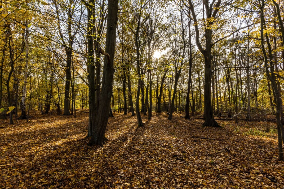 Herbststimmung in Brandenburg Das Wetter lädt weiterhin zu einem Herbstspaziergang ein. (Symbolbild)