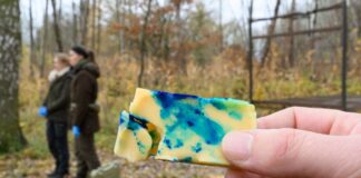 Köder statt Spritze: Wie Wildschweine geimpft werden könnten Die Köder enthalten noch keinen Impfstoff.