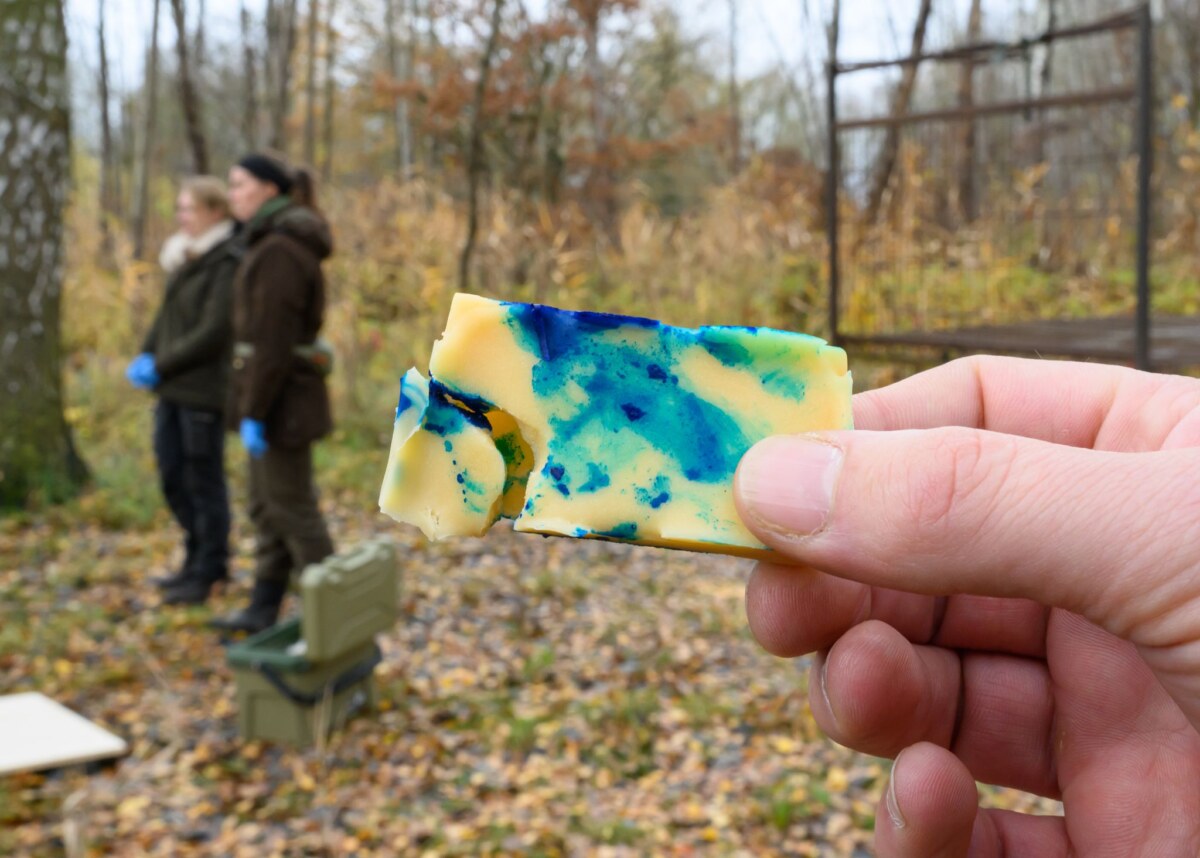 Köder statt Spritze - wie Wildschweine geimpft werden könnten Die Köder enthalten noch keinen Impfstoff.