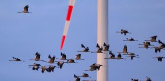 Vogelgrippe bei Kranichen nun auch in Oberspreewald-Lausitz Die hochansteckende Virusvariante H5N1 grassiert endet bei infizierten Vögeln oft tödlich. (Archivbild)