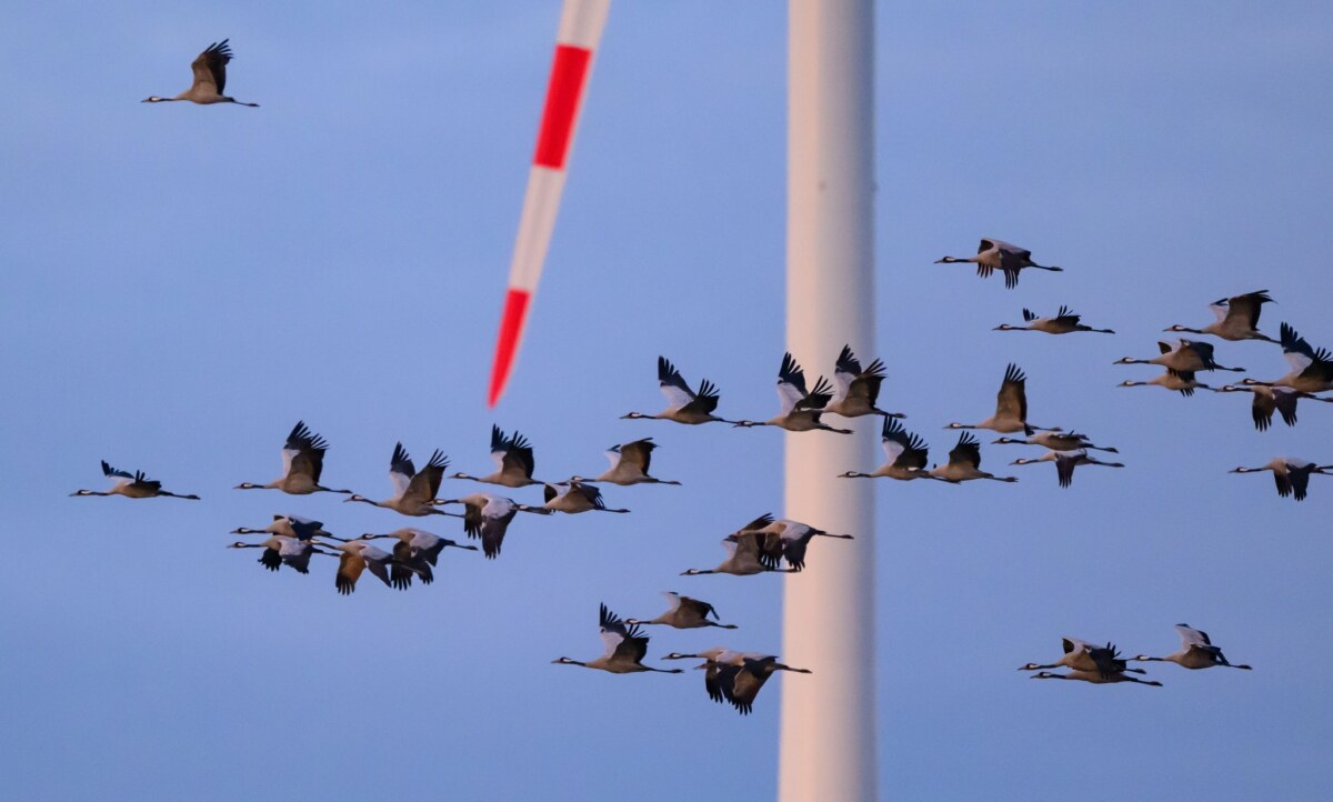 Kraniche am Brandenburger Himmel Die hochansteckende Virusvariante H5N1 grassiert endet bei infizierten Vögeln oft tödlich. (Archivbild)