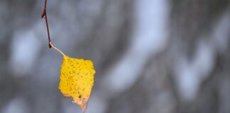 Kalter und überwiegend trockener Start ins Wochenende Zum Wochenende hin werden die Temperaturen winterlich.