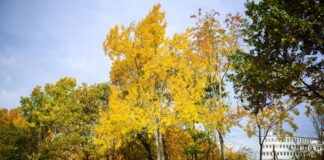 Zitterpappel wird Baum des Jahres – Lebensretterin im Wald Die Zitterpappel (Populus tremula) - auch Espe oder Aspe genannt - ist Baum des Jahres 2026.