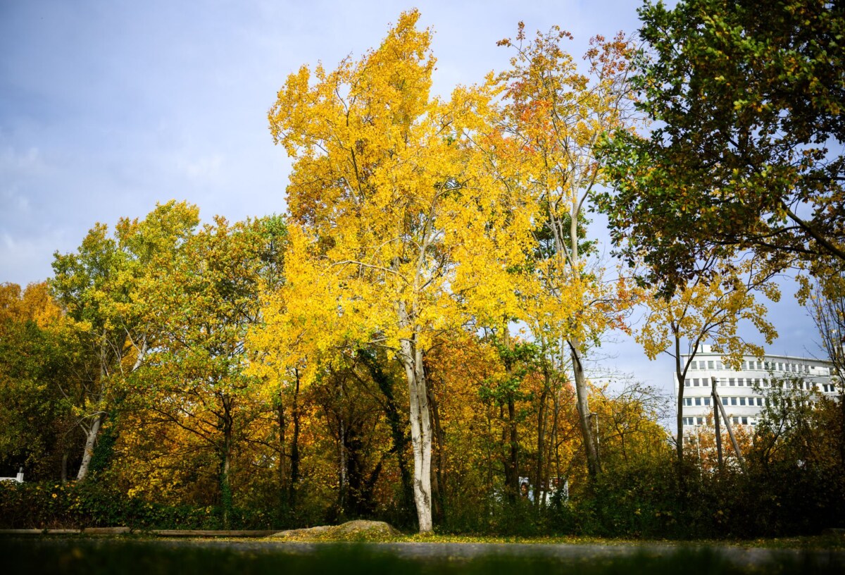 Zitterpappel Die Zitterpappel (Populus tremula) - auch Espe oder Aspe genannt - ist Baum des Jahres 2026.