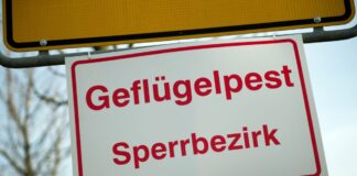 Das Friedrich-Loeffler-Institut für Tiergesundheit rechnet mit einem Andauern der Geflügelpest und einer Ausdehnung weiter nach Süden. (Illustration)  