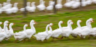 Deutsche Weihnachtsgans kann knapp werden – Wild beliebter? Rund um den Martinstag und Weihnachten ist Hochsaison für Gänsehalter. (Archivbild)