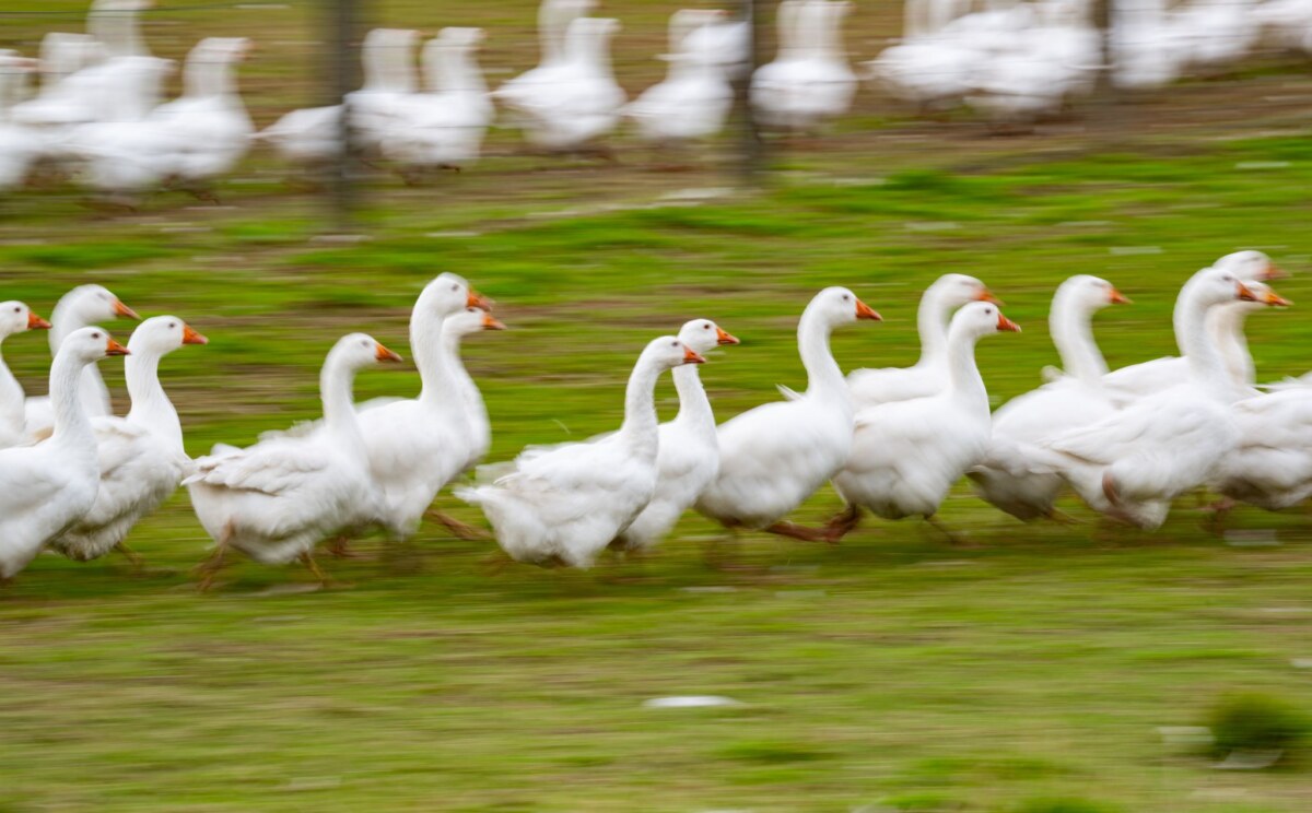 Gänse laufen über eine Wiese Rund um den Martinstag und Weihnachten ist Hochsaison für Gänsehalter. (Archivbild)