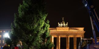 Weihnachtsbaum am Brandenburger Tor aufgestellt «Dieses Mal ist es ein sehr voller Baum. Wir hatten schon welche, die waren deutlicher kahler», ist sich THW-Einsatzleiter Julius Kerkhoff sicher.
