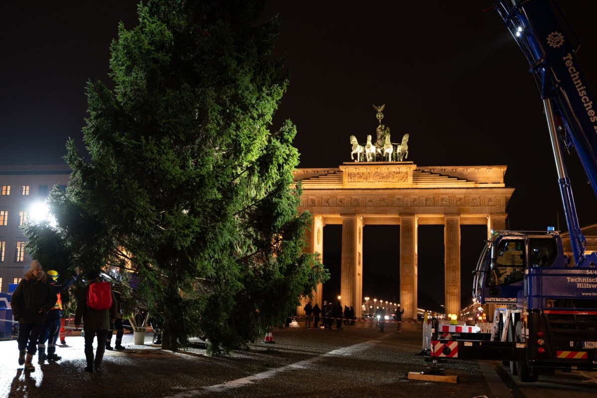 Weihnachtsbaum am Brandenburger Tor «Dieses Mal ist es ein sehr voller Baum. Wir hatten schon welche, die waren deutlicher kahler», ist sich THW-Einsatzleiter Julius Kerkhoff sicher.
