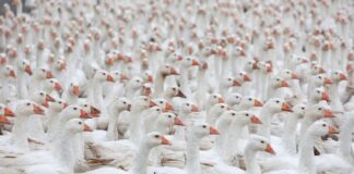 Vorwurf der Tierquälerei – Betrieb reagiert mit Konsequenzen Ein Geflügelbetrieb in der Gemeinde Seddiner See will Vorwürfe von Tierschutz-Verstößen in seiner Schlachterei aufklären und reagiert unter anderem mit einer Videoüberwachung. (Symbolbild)