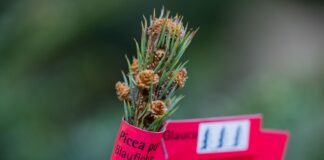 Weihnachtsbäume als begehrtes Diebesgut In Brandenburg stehlen Diebe Weihnachtsbäume von Verkaufsständen. (Symbolbild)