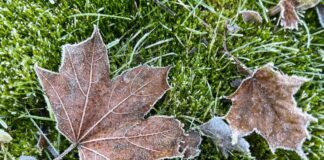 Wetter-Mix nach den Feiertagen – Jahreswechsel mit Schnee? Weiße Weihnachten gab es in Berlin und Brandenburg nicht - aber zum Jahresende hin ist nach der bisherigen Prognose etwas Schnee möglich.