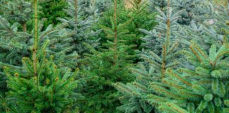 Die Polizei ermittelt wegen Diebstahls. (Symbolbild)