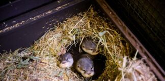 Vierfacher Nachwuchs bei den Ottern im Tierpark Berlin Die vier kleinen Otter bringen derzeit etwa 500 Gramm auf die Waage.