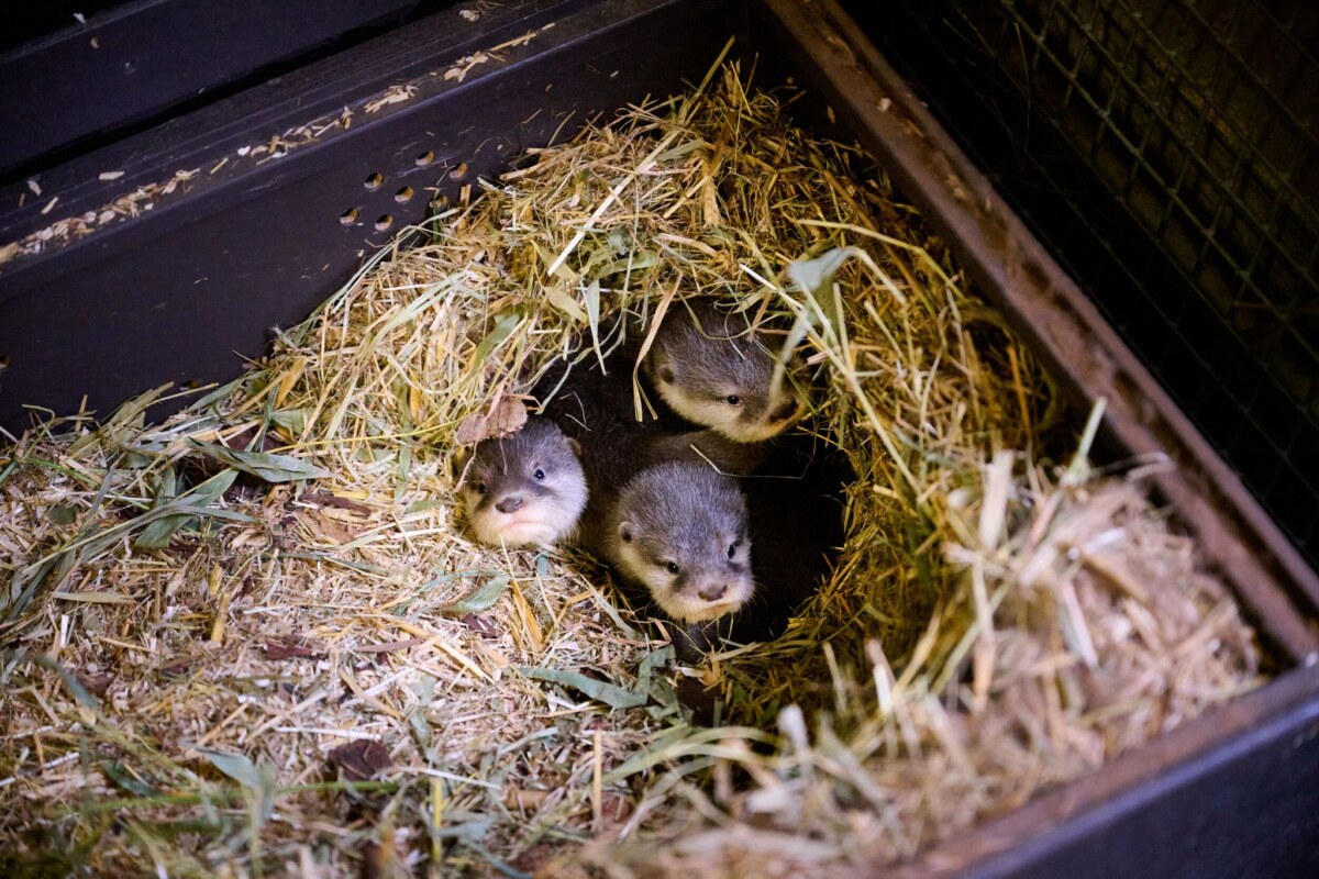 Nachwuchs bei den Ottern im Berliner Tierpark Die vier kleinen Otter bringen derzeit etwa 500 Gramm auf die Waage.