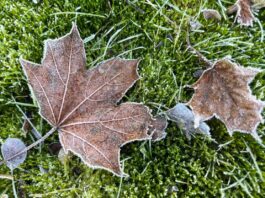 An den Weihnachtstagen sinkt die Temperatur nach DWD-Angaben auf bis zu minus drei Grad, in der Nacht sogar auf bis zu minus zehn Grad. (Archivbild)