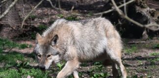 Landesregierung beschließt Aufnahme des Wolfs ins Jagdrecht Wie geht es weiter mit dem Wolf in Brandenburg? Für die Landesregierung ist schon mal klar: Er wird ins Jagdrecht aufgenommen. (Symbolbild)