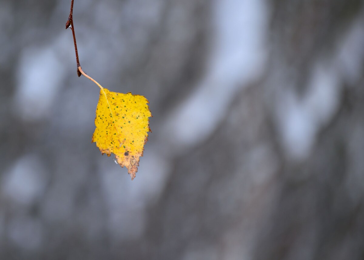 Wetter in Brandenburg Zum Schlittenfahren reicht es nicht: An Heiligabend kann es nach bisheriger Wetter-Prognose etwas Schneegriesel geben - und das wohl nur im Süden Brandenburgs.